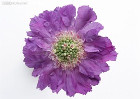 紫色花