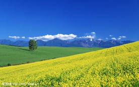 日本北海道田园风景