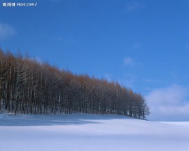 雪地树林