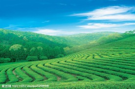 龙井茶园