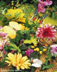 蝶恋花
