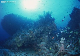 海底生物