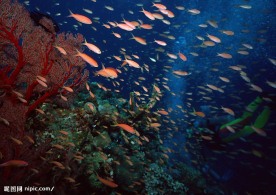 海底生物