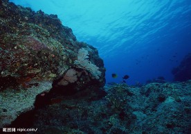 海底生物