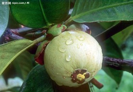 山竹（水果树上生长）