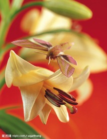 蝶恋花