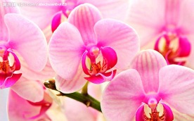 美丽的花