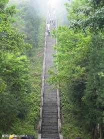 阶梯 林中阶梯