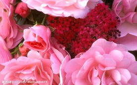 花特写