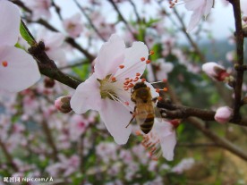 小蜜蜂采蜜忙