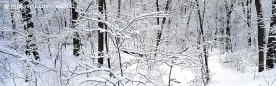 森林雪景