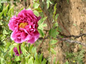 菏泽牡丹