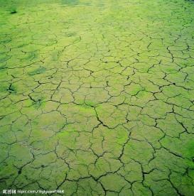 干涸的土地