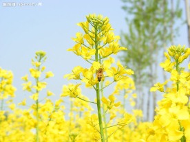 油菜花蜜蜂