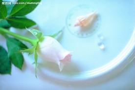 白色玫瑰花