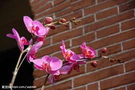 蝴蝶花