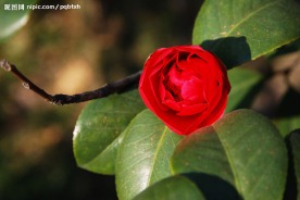 山茶花