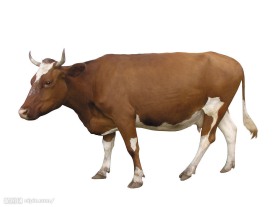 奶牛