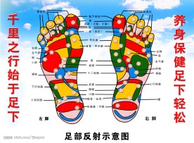 足浴足部反射示意图