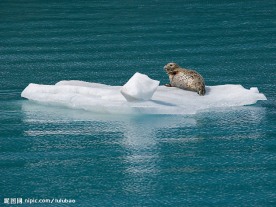 阿拉斯加冰上的斑海豹