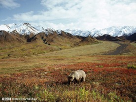 阿拉斯加草原大灰熊