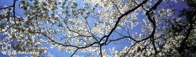花满枝头