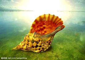 海螺