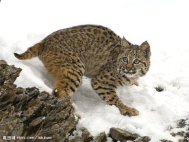 雪地中的山猫