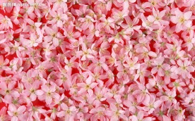 红色的花