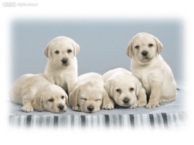 拉布拉多犬