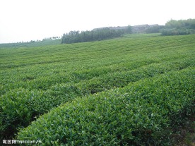茶叶基地