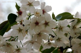 樱花娇容