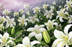 手绘百合花