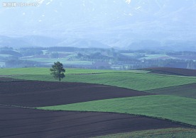 蓝天  草地