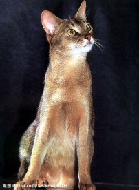 一只猫