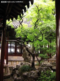 园林植物