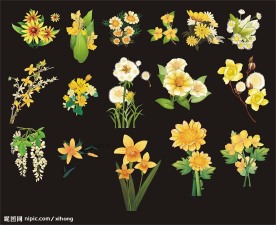 黄花