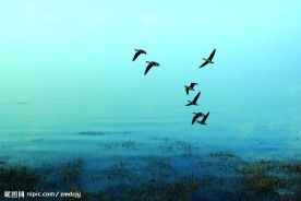 水天一色惊飞鸿
