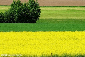 田园油菜花