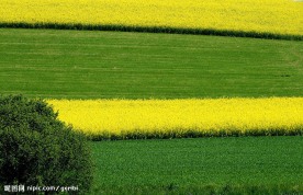 田园油菜花