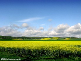 田园油菜花