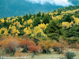 林芝秋色