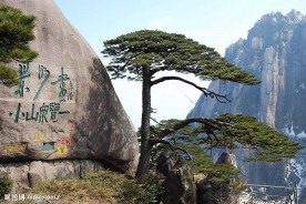迎客松