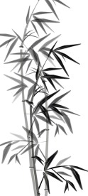 竹子生长的flash动画