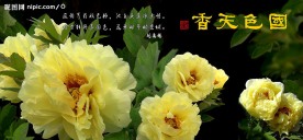 洛阳牡丹
