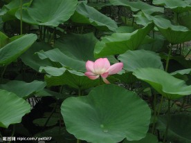 西湖 荷花