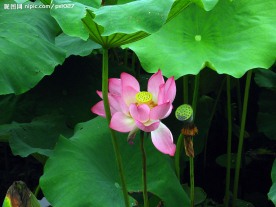 西湖 荷花