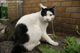 黑白色的猫