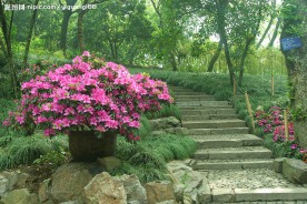 花坛