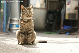 虎皮猫